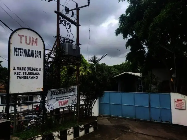 Warga Mengeluhkan Bau Peternakan Sapi milik PT. Tanjung Unggul Mandiri