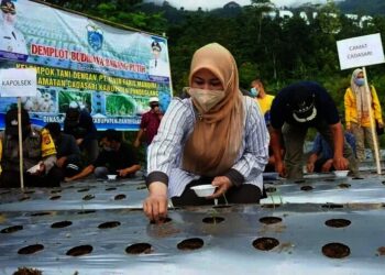 Bupati Irna Incar Posisi Kontributor Bawang Putih Nasional