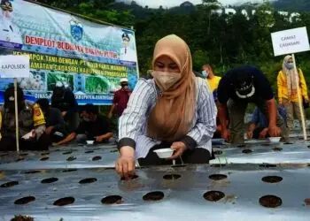 Bupati Irna Incar Posisi Kontributor Bawang Putih Nasional