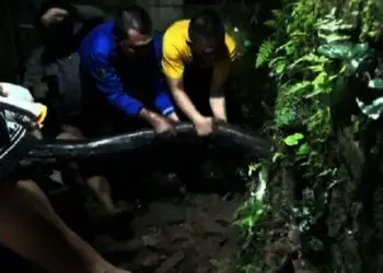 Ular Sanca 5 Meter Ditemukan dekat Rumah Warga