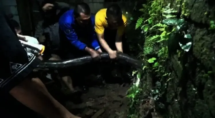 Ular Sanca 5 Meter Ditemukan dekat Rumah Warga