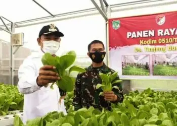 Wabup Tangerang dan Korem 052/Wkr Panen Raya Hidroponik