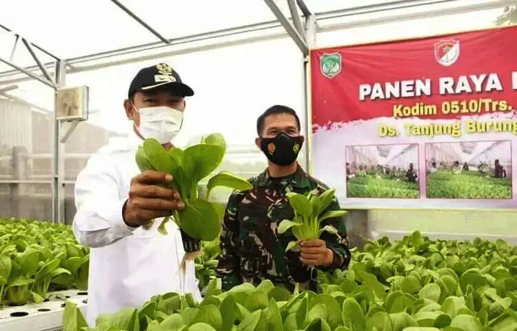 Wabup Tangerang dan Korem 052/Wkr Panen Raya Hidroponik