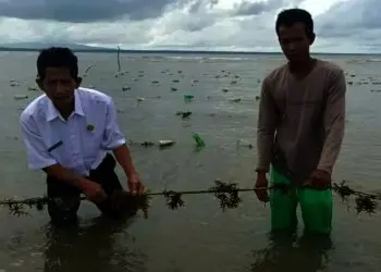 Budidaya Rumput Laut di Ujung Pulau Jawa Menjanjikan