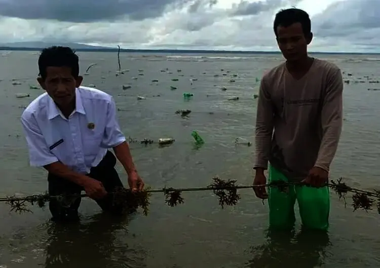 Budidaya Rumput Laut di Ujung Pulau Jawa Menjanjikan