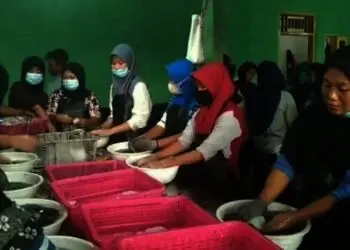 Cumi Sotong Pandeglang Tembus Pasar Eropa dan Asia