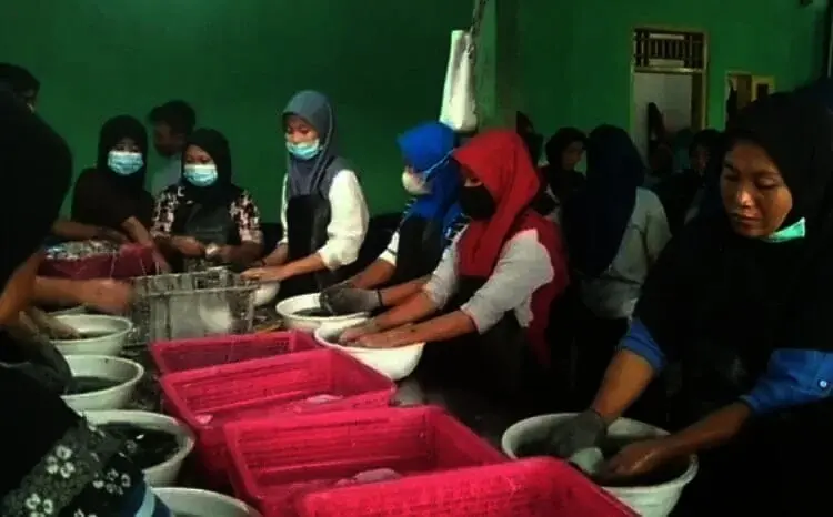 Cumi Sotong Pandeglang Tembus Pasar Eropa dan Asia