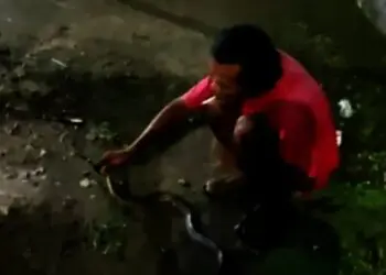 3 Ular Kobra Masuk Rumah Warga, Ular Sanca Melingkar di Gapura