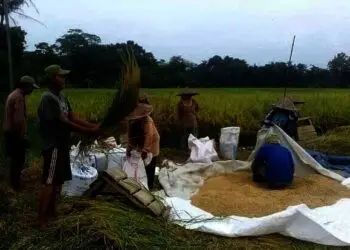 Bupati Tatu Minta Kementan RI Beri Solusi