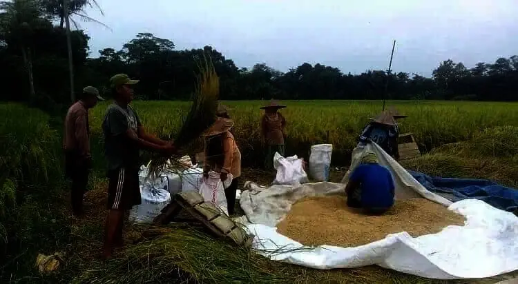 Bupati Tatu Minta Kementan RI Beri Solusi
