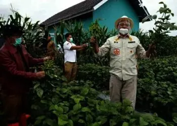 Peningkatan Produksi Kedelai di Banten Terus Didorong