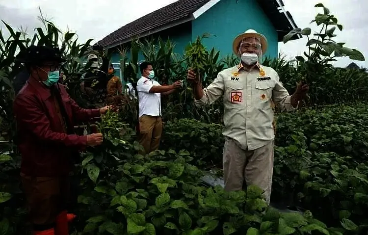Peningkatan Produksi Kedelai di Banten Terus Didorong