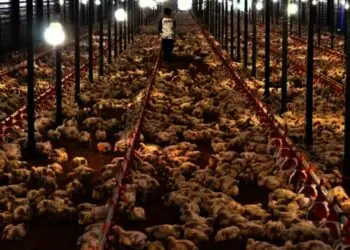 Mengandung Bakteri, Produksi Daging Ayam di Cikande Minta Dihentikan