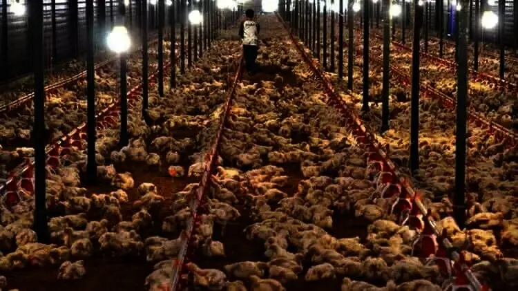 Mengandung Bakteri, Produksi Daging Ayam di Cikande Minta Dihentikan