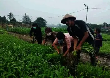 Kembangkan Hidroponik di Setiap Rumah Warga