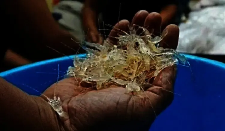 Pengiriman 23.942 Benih Lobster Digagalkan