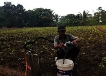 Akibat Kedelai Impor Masuk, Harga Jual Kedelai di Kab. Serang Anjlok