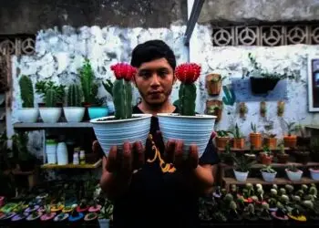 Melihat, Budi daya Tanaman Kaktus di Tangerang