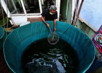 Produksi Lele Beku Rumahan Beromzet Puluhan Juta Rupiah
