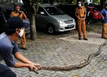 Ular Sanca Gentayangan di Area Kantor MUI Tangsel