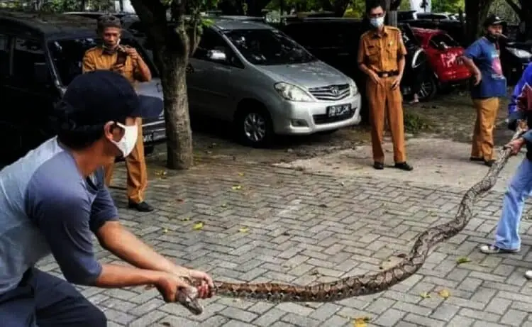 Ular Sanca Gentayangan di Area Kantor MUI Tangsel