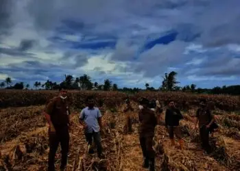 Distan Kabupaten Serang Panen 50 Hektar Jagung