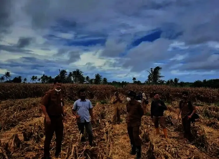 Distan Kabupaten Serang Panen 50 Hektar Jagung