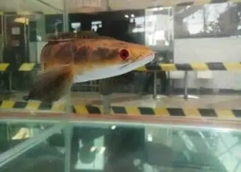 Ikan Gabus Hias Dipamerkan, Harganya Capai Puluhan Juta Per Ekor