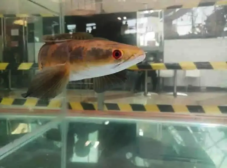 Ikan Gabus Hias Dipamerkan, Harganya Capai Puluhan Juta Per Ekor
