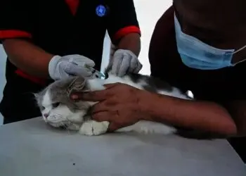 Vaksinasi Rabies Gratis Untuk Hewan Peliharaan