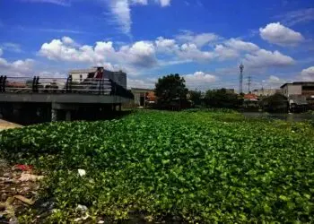 Tak Terurus, Situ Batusari di Batuceper Tangerang Dipenuhi Eceng Gondok
