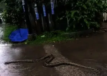 Tangsel Diguyur Hujan, Ular Keluar Kandang Hingga Pohon Tumbang