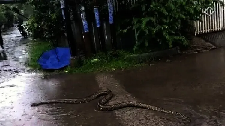 Tangsel Diguyur Hujan, Ular Keluar Kandang Hingga Pohon Tumbang