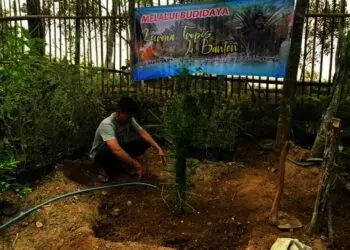 Eks Napiter  di Banten Berlatih Budidaya Kurma