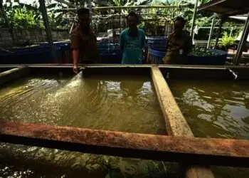 Pasar dan Pemintaan Lele Masih Tinggi di Kabupaten Serang