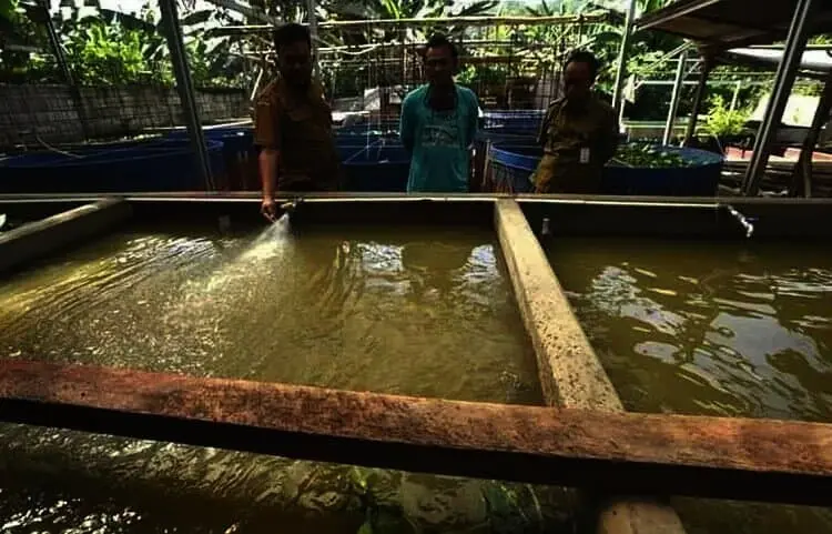 Pasar dan Pemintaan Lele Masih Tinggi di Kabupaten Serang