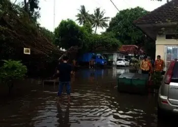 Pohon Berusia 30 Tahun di Diskoperindag Kabupaten Serang Tumbang 