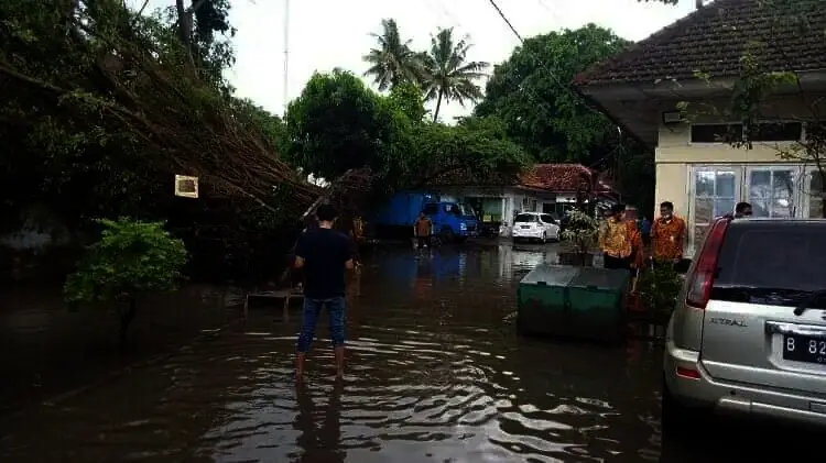 Pohon Berusia 30 Tahun di Diskoperindag Kabupaten Serang Tumbang