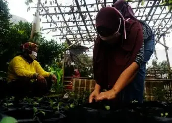 Melihat, Perawatan dan Pembibitan Tanaman Sayuran di KWT ATM