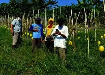 Buah Melon Pandeglang Diklaim Bagus
