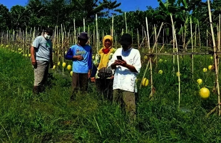 Buah Melon Pandeglang Diklaim Bagus