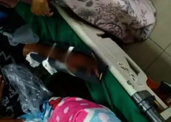 Seorang Pemuda di Setu Tangsel Tewas Dipatuk Ular Kobra
