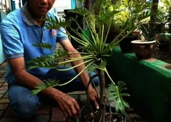Beres Kurasaki, Lanjut Kehati, SMPN 1 Kosambi Raih Prestasi di Bidang Lingkungan