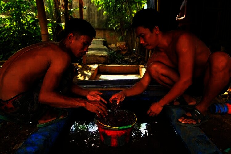 Peternak Cacing Sutra di Tangerang