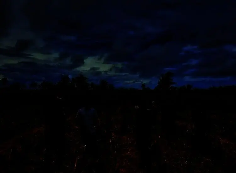 Jumlah Petani di Kabupaten Serang Terus Berkurang