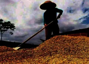 Distan Kabupaten Serang Targetkan 530 Ribu Ton GKG