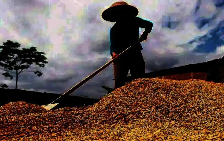 Distan Kabupaten Serang Targetkan 530 Ribu Ton GKG