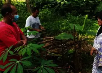 Pohon Pisang dengan Lima Jantung Bikin Heboh Pandeglang