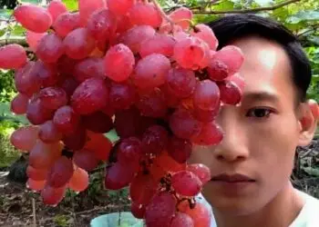 Pemuda Desa Kayu Agung Sukses Budidaya Anggur