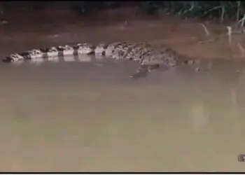 Buaya Muncul Gegerkan Tanjung Burung, Kades Bilang Jumlahnya 3 hingga 4 Ekor